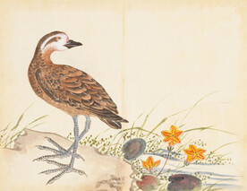余曾三国画 百花鸟图