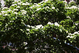 山楂树