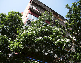 山楂树