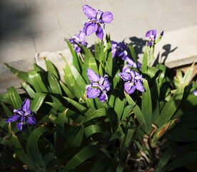 鸢尾花