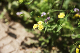 小黄花