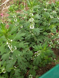 碎米荠