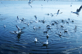 云南大理洱海上的鸟类海鸥