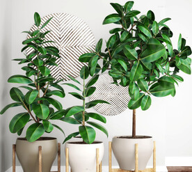  3DMAX现代绿植盆栽