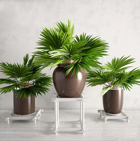  3DMAX现代绿植盆栽