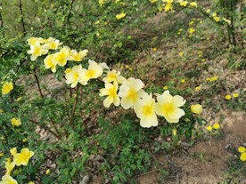 黄刺玫花丛