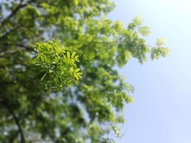 枫杨树