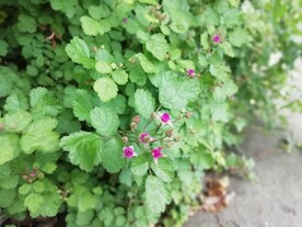 茅莓