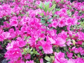 杜鹃花