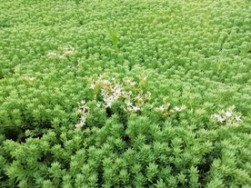 薄雪万年草