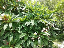 鸡蛋花