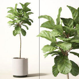  3DMAX现代绿植盆栽