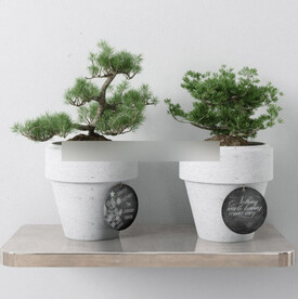  3DMAX中式盆栽松树盆景