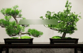  3DMAX中式盆栽松树盆景