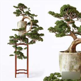  3DMAX中式盆栽松树盆景