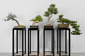  3DMAX中式花架松树盆景