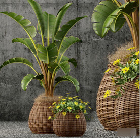  3DMAX藤编盆芭蕉盆栽