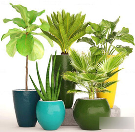  3DMAX苏铁虎皮兰