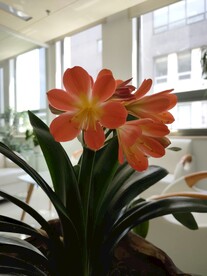 君子兰剑叶石蒜室内盆栽绿植