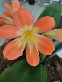 君子兰剑叶石蒜室内盆栽绿植