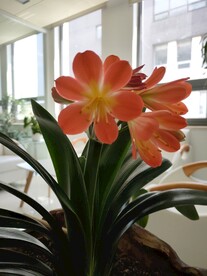 君子兰剑叶石蒜室内盆栽绿植