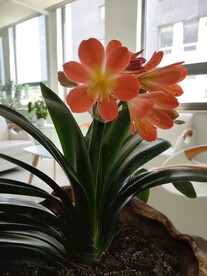 君子兰剑叶石蒜室内盆栽绿植