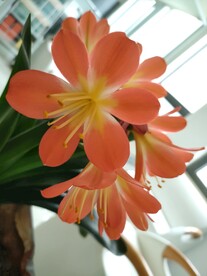 君子兰剑叶石蒜室内盆栽绿植