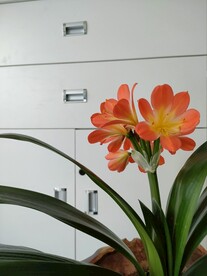 君子兰剑叶石蒜室内盆栽绿植