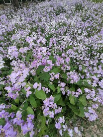 二月兰紫金草诸葛菜路边野花