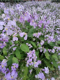 二月兰紫金草诸葛菜路边野花