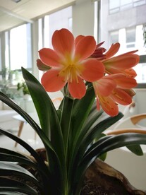 君子兰剑叶石蒜室内盆栽绿植