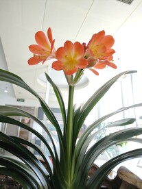 君子兰剑叶石蒜室内盆栽绿植