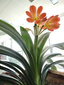 君子兰剑叶石蒜室内盆栽绿植