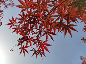 枫叶