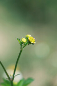 花蕊