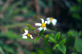 花瓣