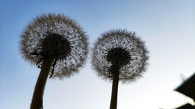 蓝天下的蒲公英