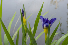 鸢尾花