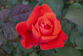 月季花