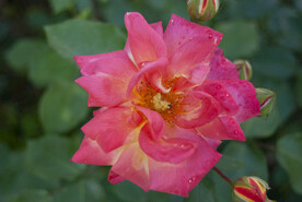月季花