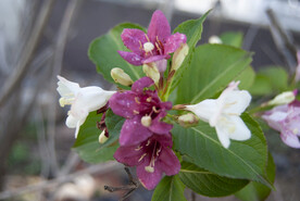 锦带花