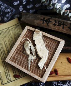 臭梧桐根
