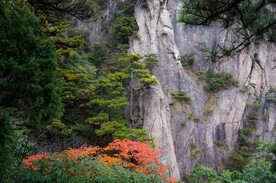 安徽黄山惊鸿一瞥