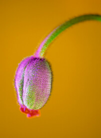 花苞