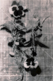 黑白花