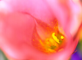 花蕊