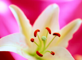 百合花