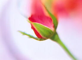 月季花苞