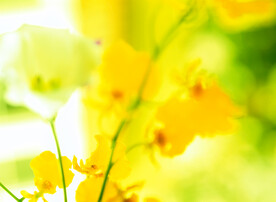 黄花