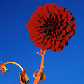 百日菊